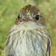 Bran-colored Flycatcher