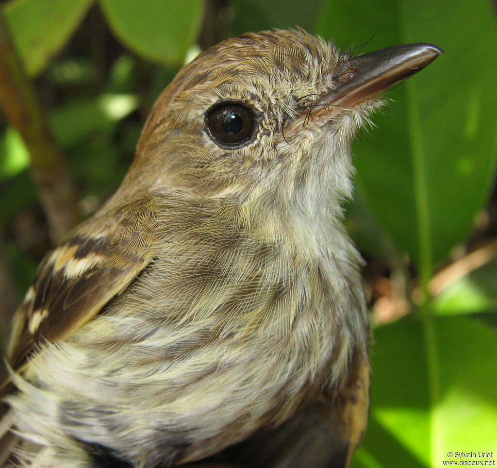 Bran-colored Flycatcheradult