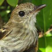 Bran-colored Flycatcher