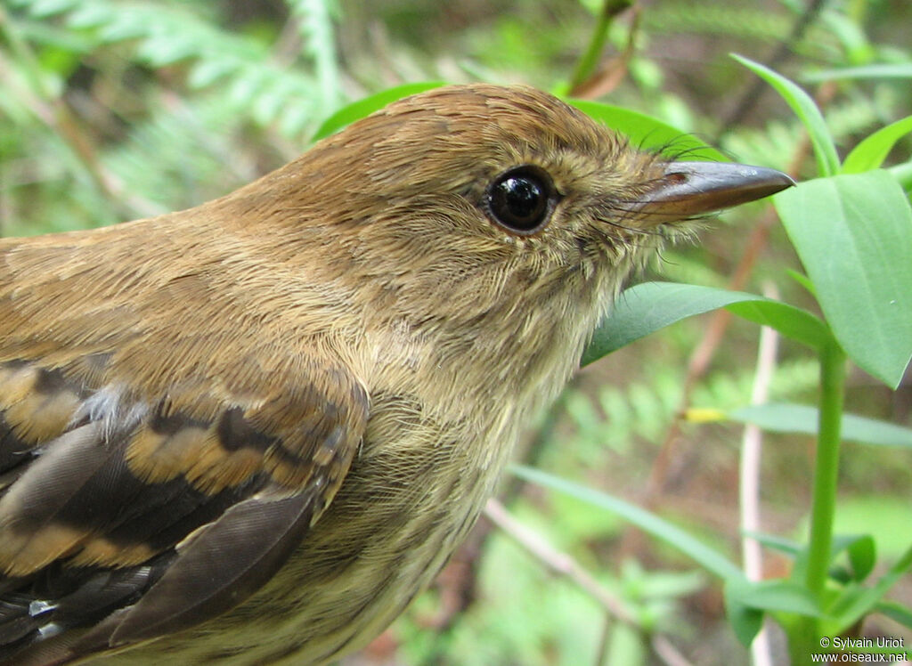 Bran-colored Flycatcheradult