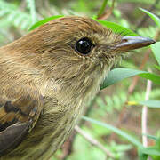 Bran-colored Flycatcher