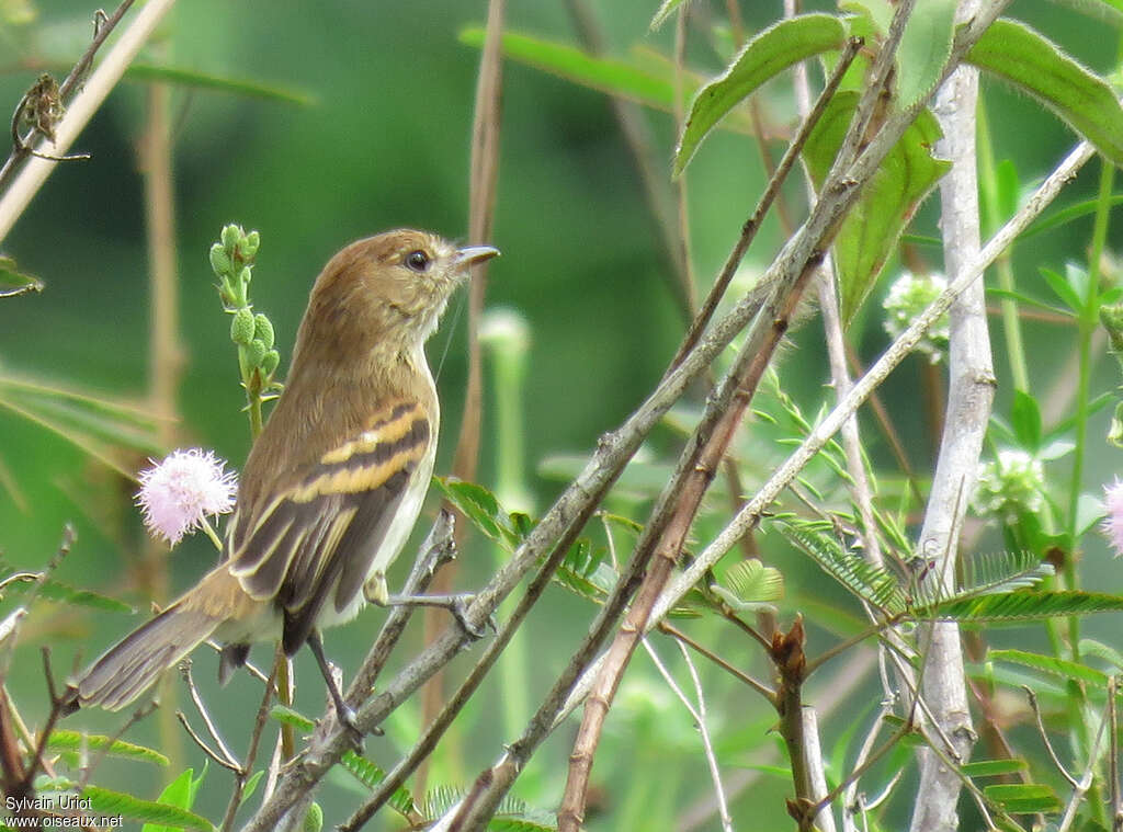 Bran-colored Flycatcheradult, habitat, pigmentation, Behaviour