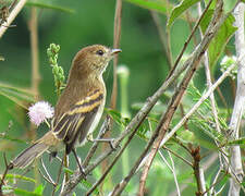 Bran-colored Flycatcher