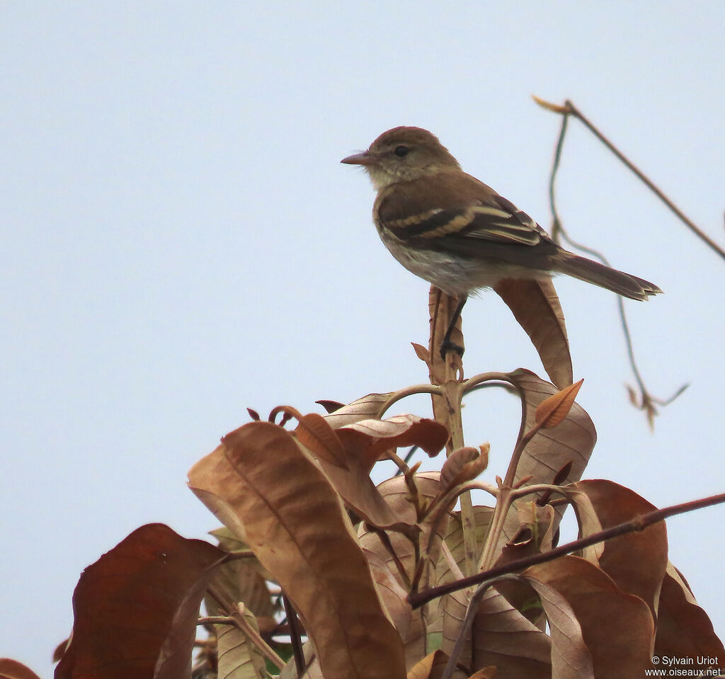 Bran-colored Flycatcheradult