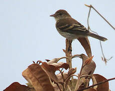 Bran-colored Flycatcher