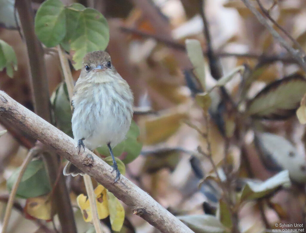 Bran-colored Flycatcheradult