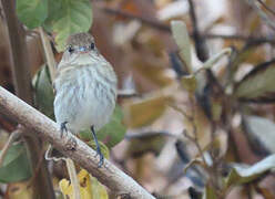 Bran-colored Flycatcher