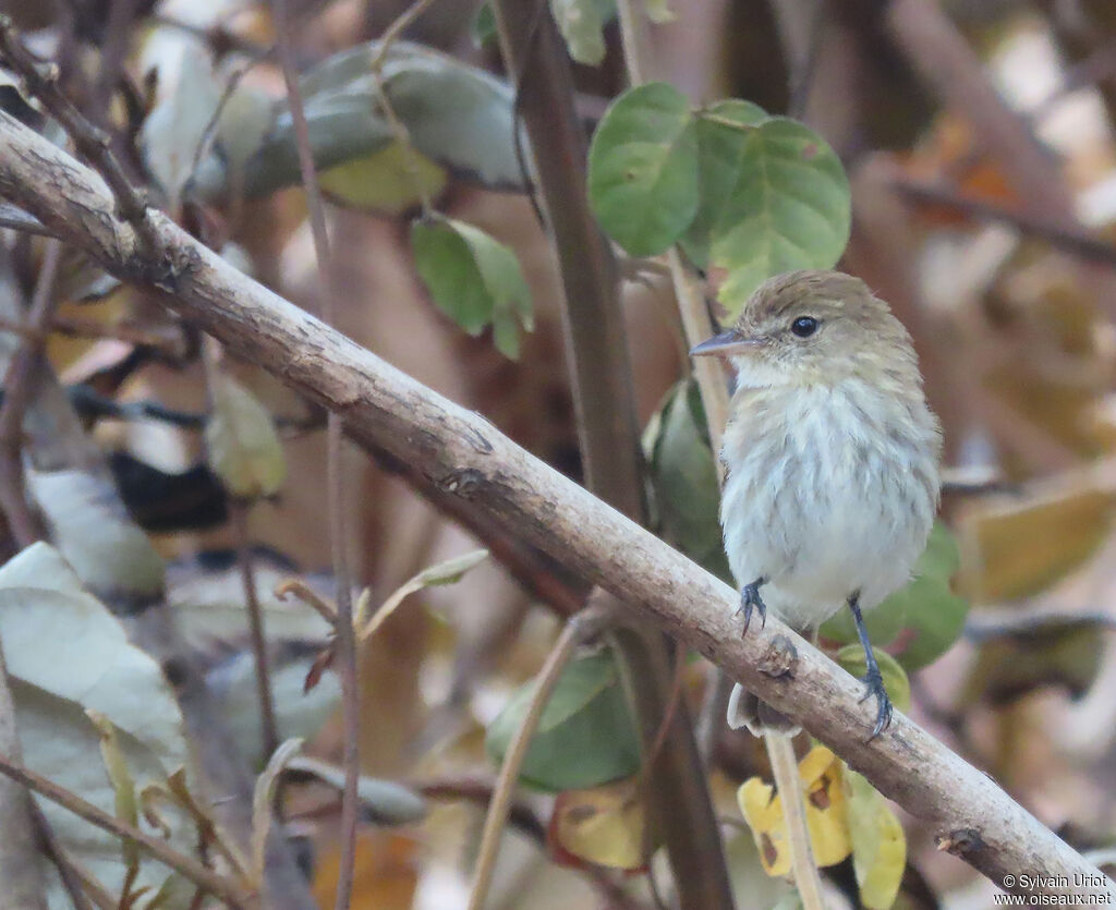 Bran-colored Flycatcheradult