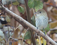 Bran-colored Flycatcher