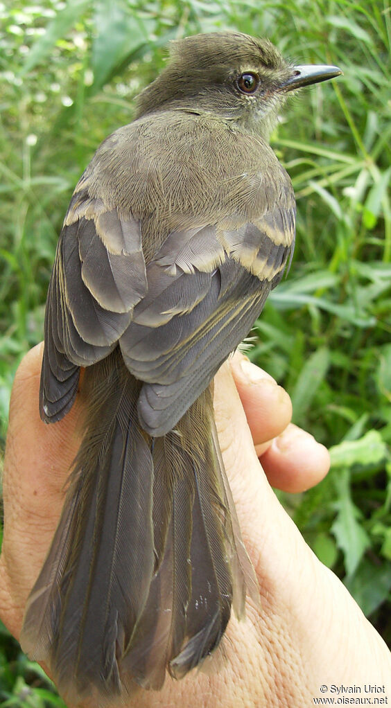 Fuscous Flycatcher