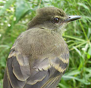 Fuscous Flycatcher