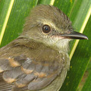 Fuscous Flycatcher