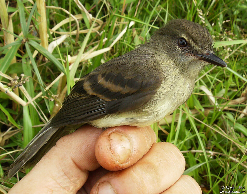 Fuscous Flycatcher