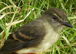 Fuscous Flycatcher