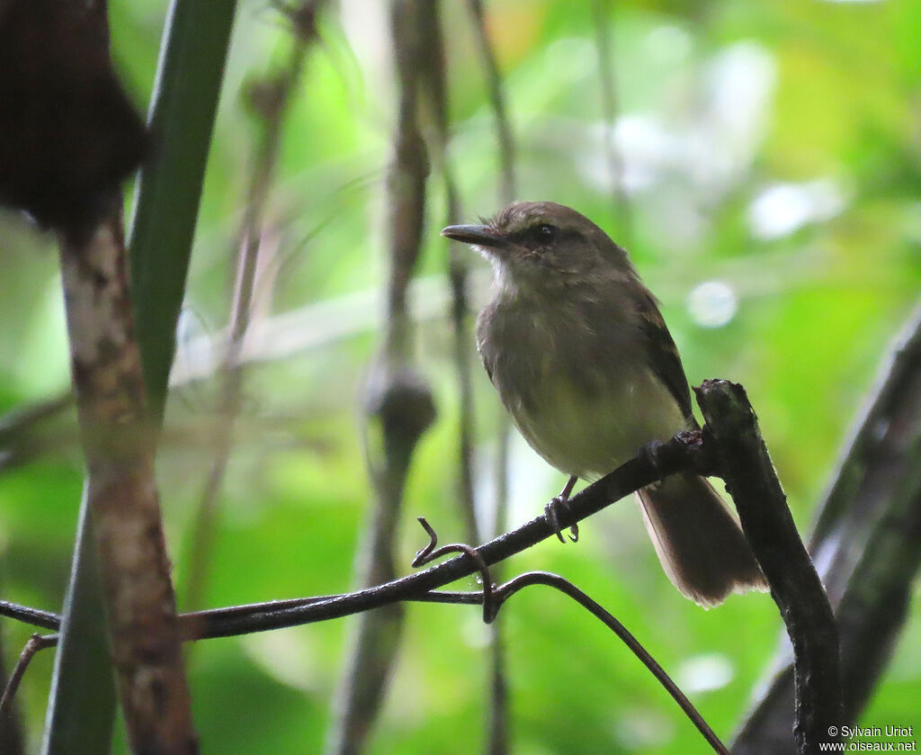 Fuscous Flycatcheradult