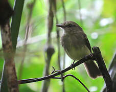 Fuscous Flycatcher