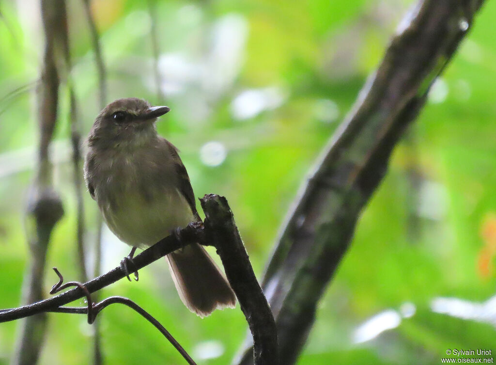 Fuscous Flycatcheradult