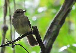 Fuscous Flycatcher