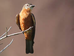 Cliff Flycatcher