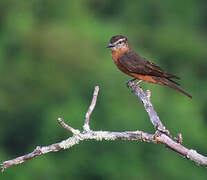 Cliff Flycatcher