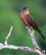 Cliff Flycatcher