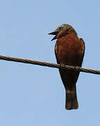 Cliff Flycatcher