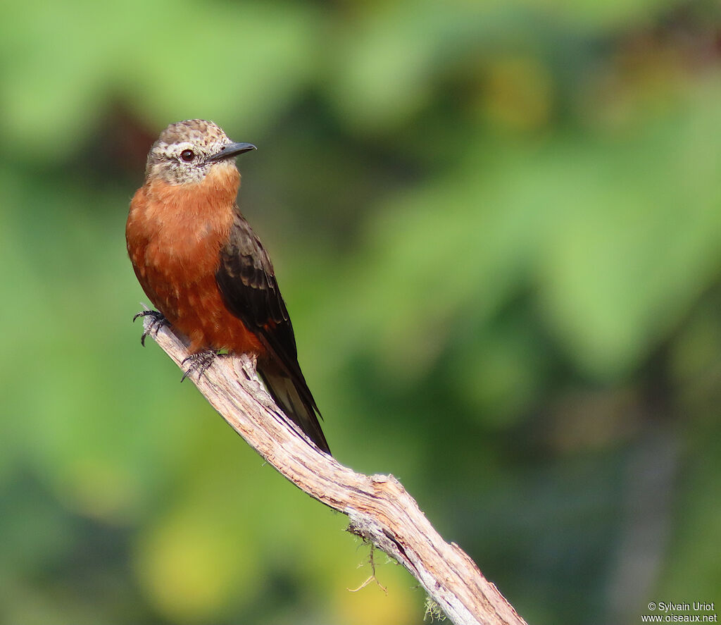 Cliff Flycatcheradult