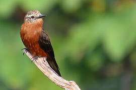 Cliff Flycatcher