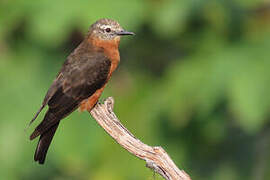 Cliff Flycatcher