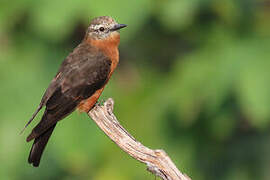 Cliff Flycatcher