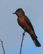 Cliff Flycatcher