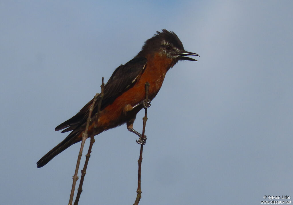 Cliff Flycatcheradult