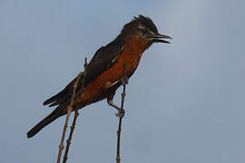 Cliff Flycatcher