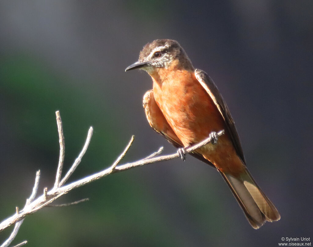 Cliff Flycatcheradult