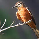Moucherolle hirondelle