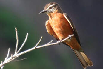 Moucherolle hirondelle