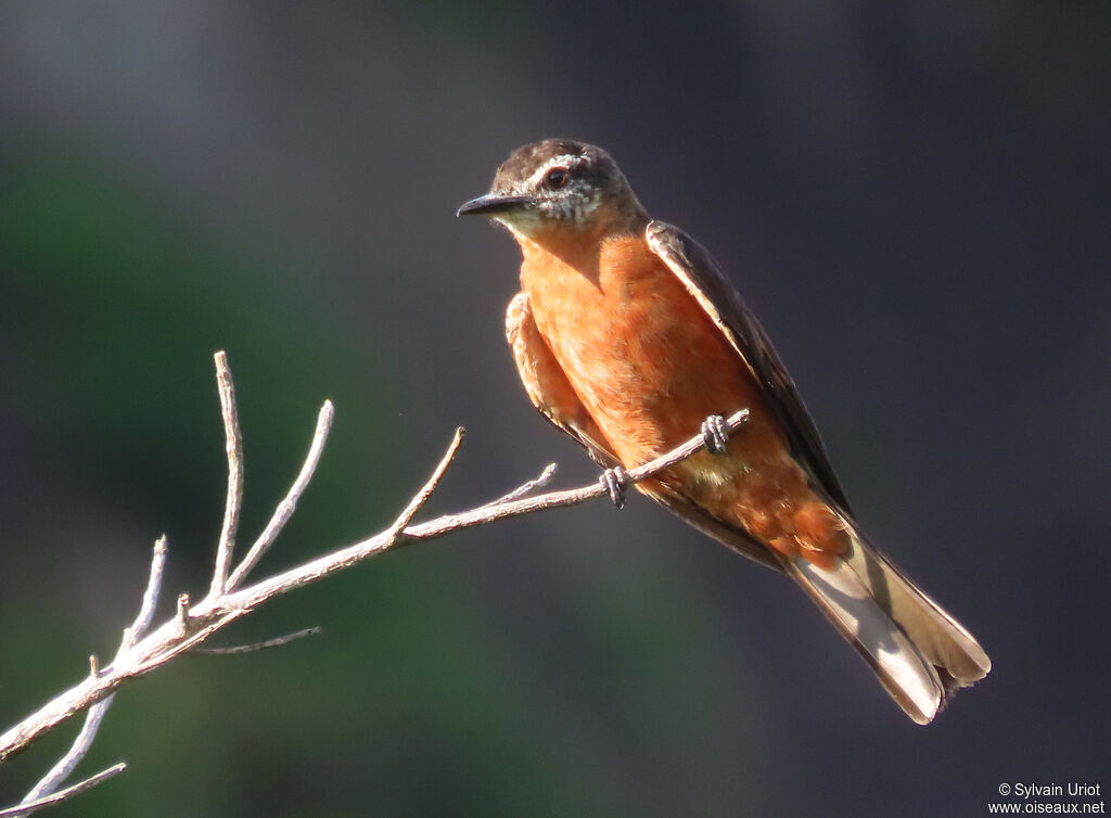 Cliff Flycatcheradult