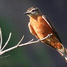 Moucherolle hirondelle