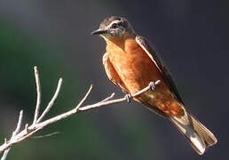 Cliff Flycatcher