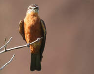 Moucherolle hirondelle