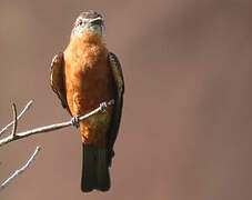 Cliff Flycatcher