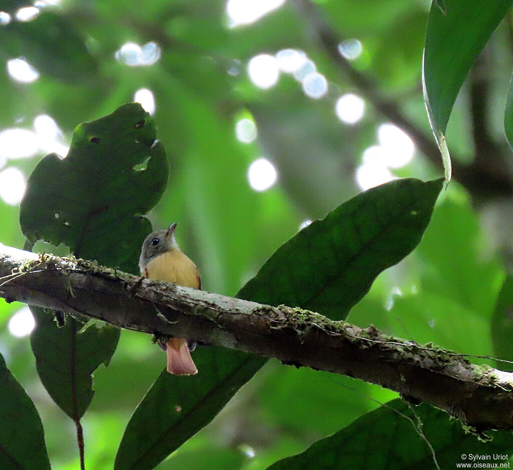 Cinnamon Neopipoadult