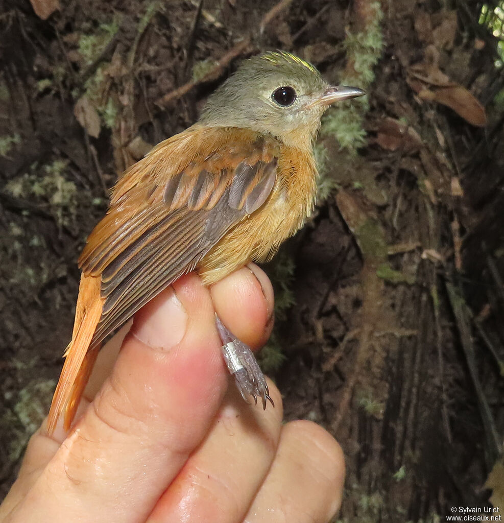 Cinnamon Neopipoadult