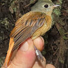Moucherolle manakin