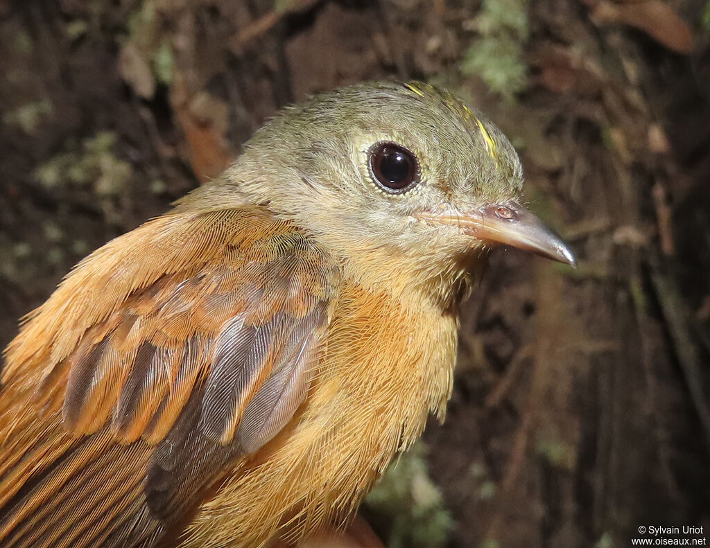 Cinnamon Neopipoadult