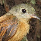 Moucherolle manakin
