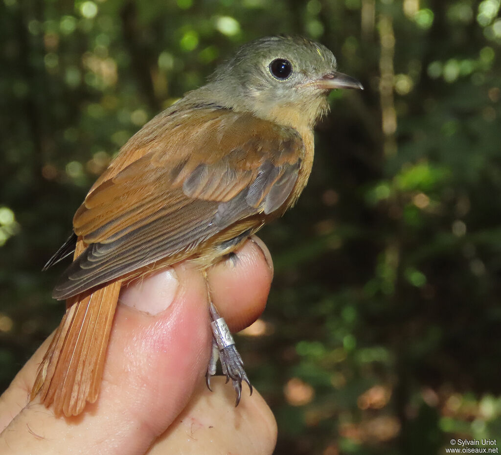 Cinnamon Neopipoadult