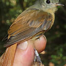 Moucherolle manakin