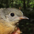 Moucherolle manakin