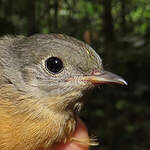 Moucherolle manakin